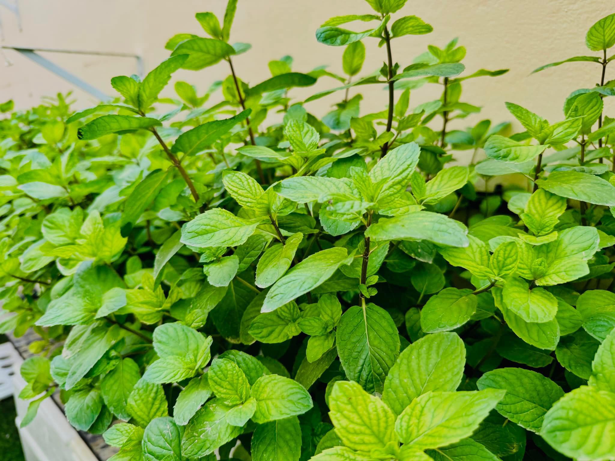 Water Spinach